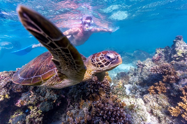 Menyelami Surga Laut Ningaloo Reef di Australia Barat menyelam.jpg